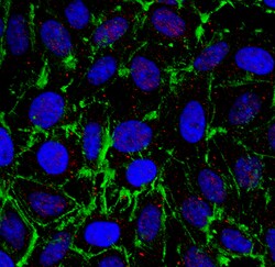 MilliporeSigma TXNIP, Mouse, Unlabeled, Clone: 3A7.1, 100&mu;g; Unlabeled:Antibodies,